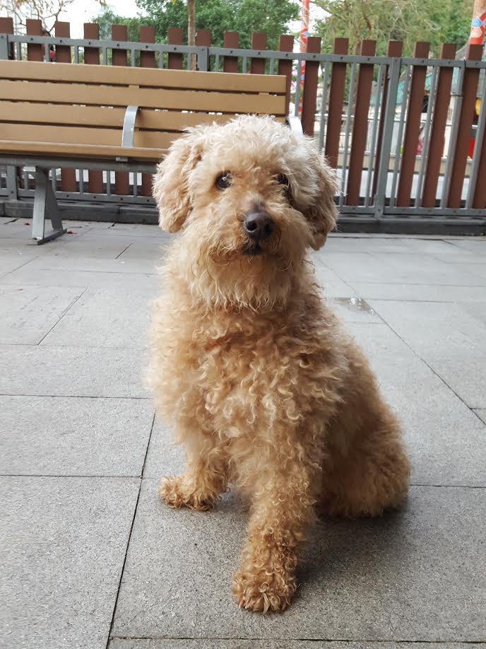 Noodle Hong Kong Dog Rescue