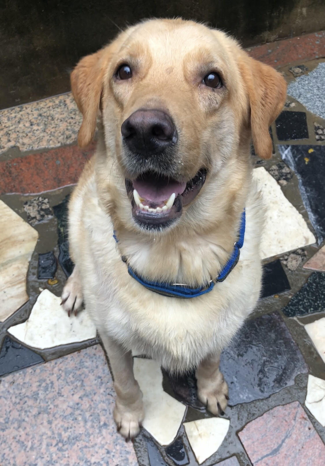 Buster Hong Kong Dog Rescue