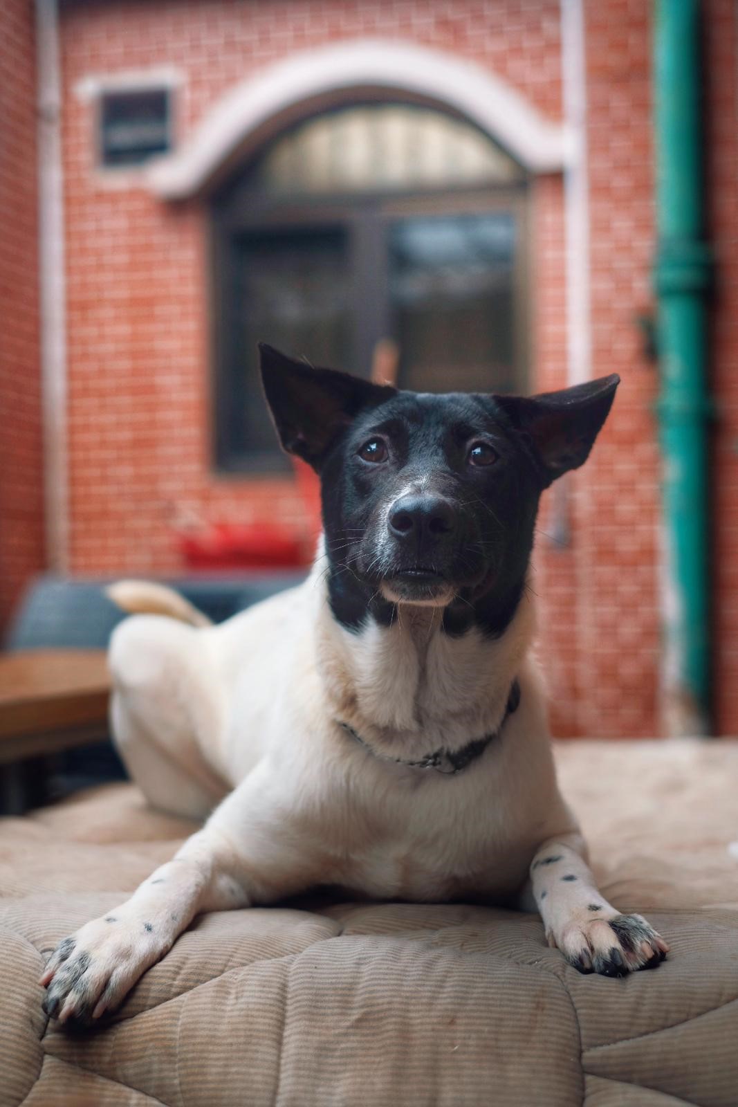 Mango Hong Kong Dog Rescue