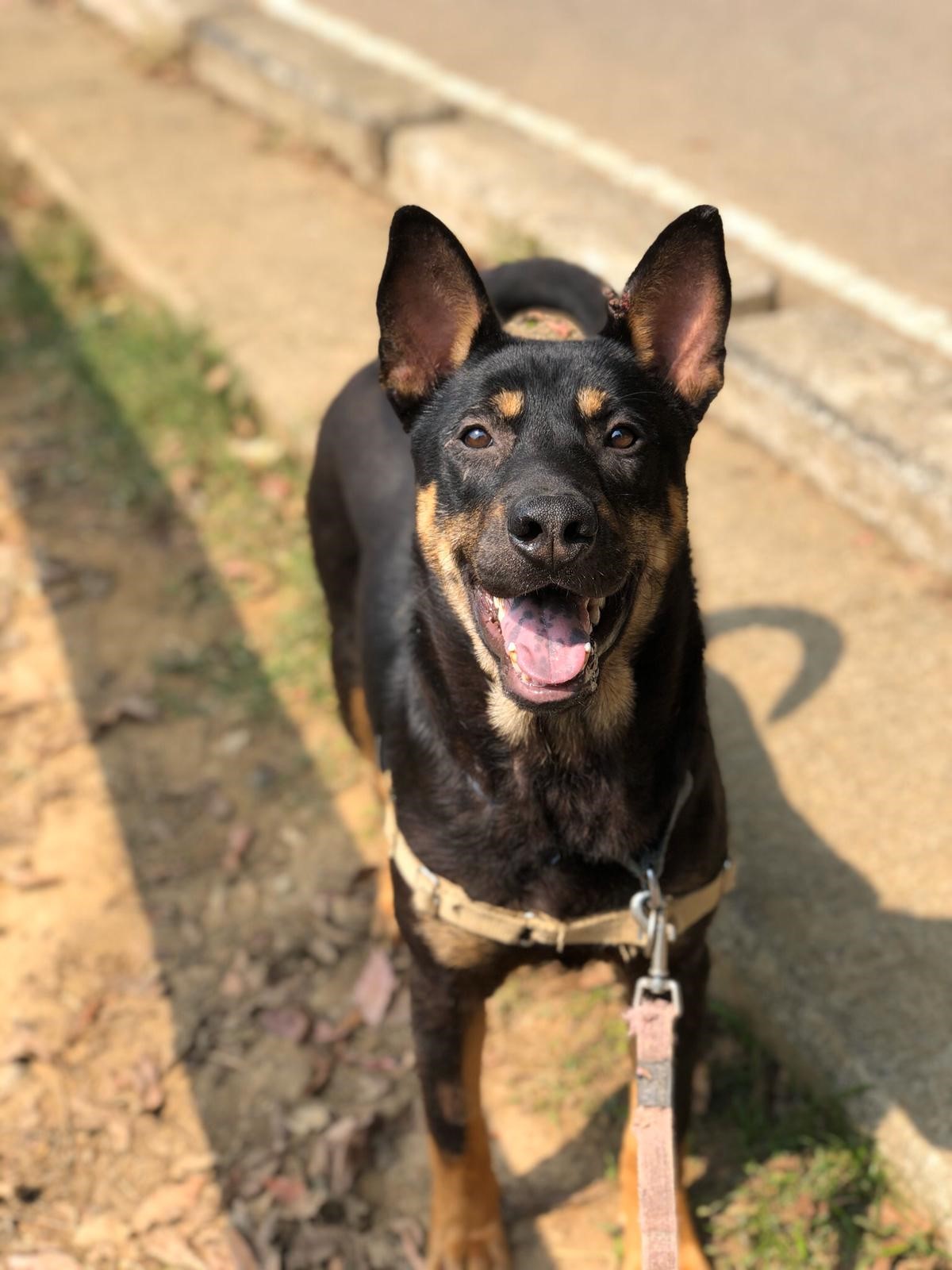 Kellogg Hong Kong Dog Rescue