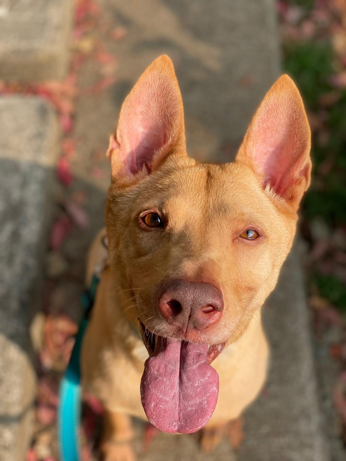 Dido Hong Kong Dog Rescue