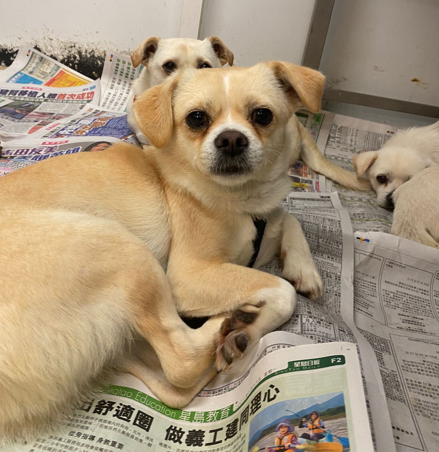 Blake Hong Kong Dog Rescue