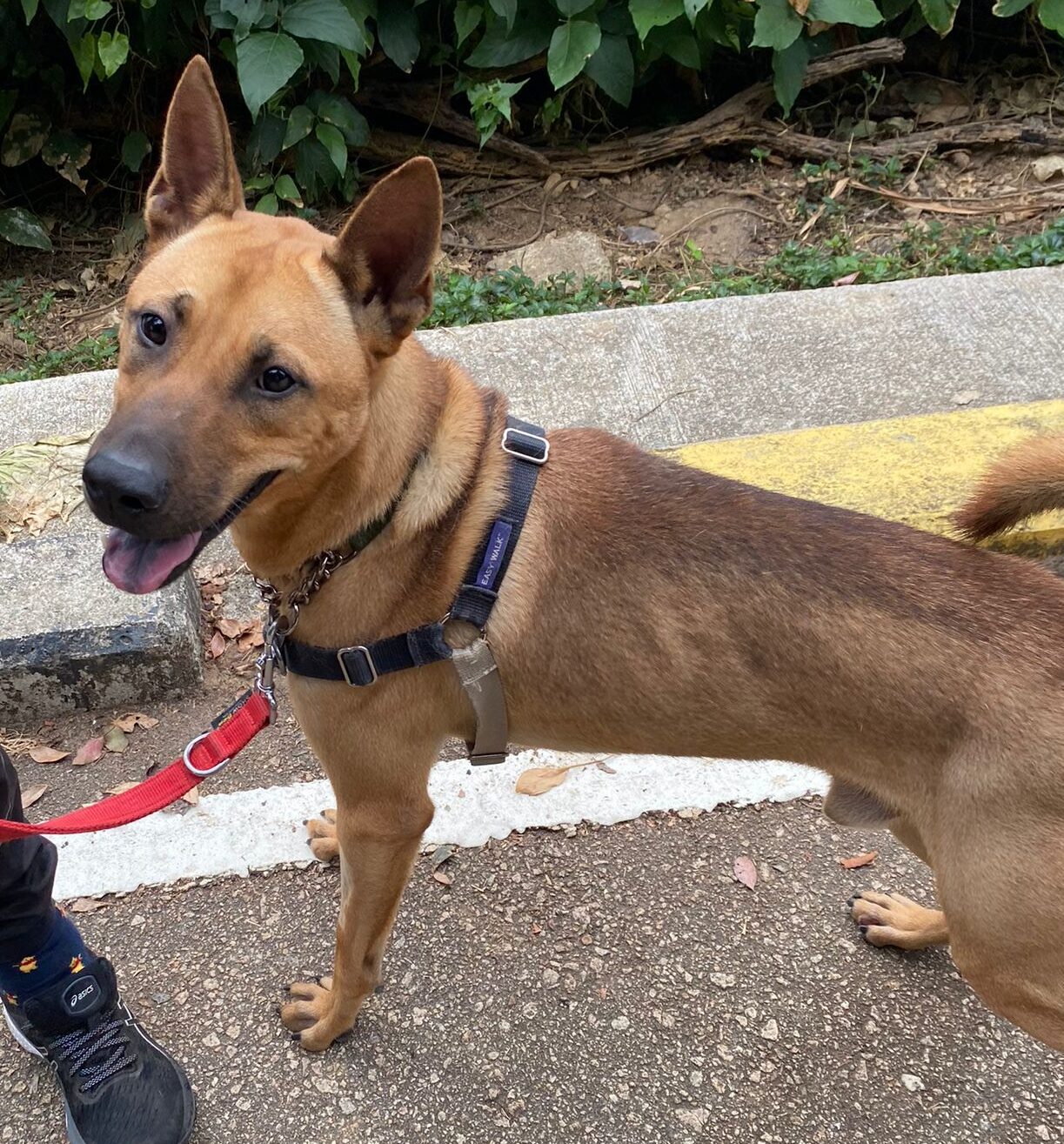 Dino – Hong Kong Dog Rescue