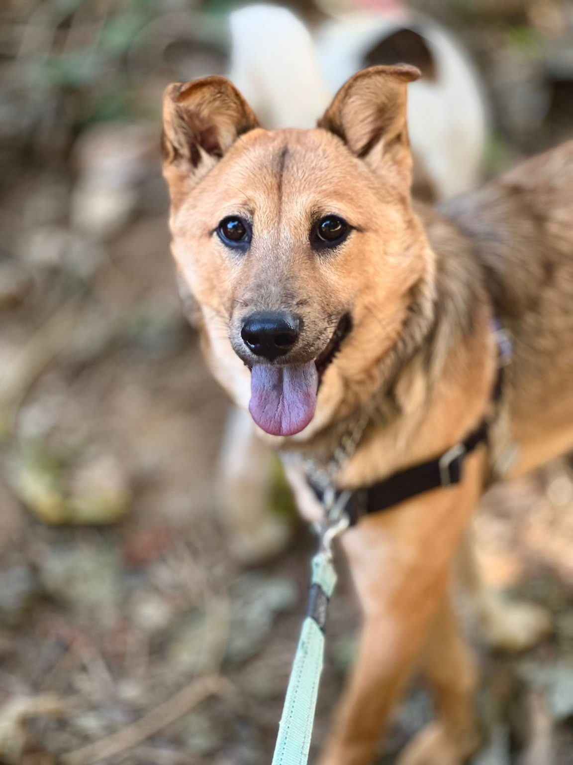 Avery Hong Kong Dog Rescue