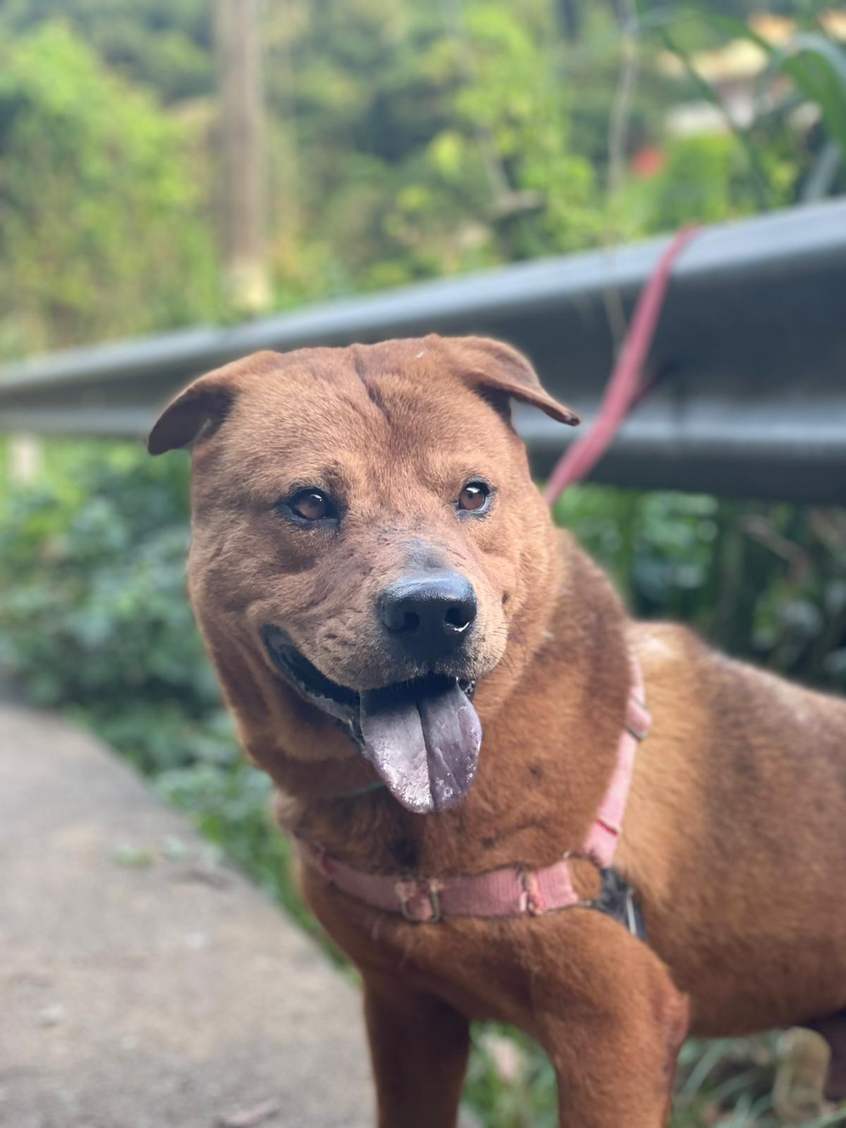 Barton Hong Kong Dog Rescue