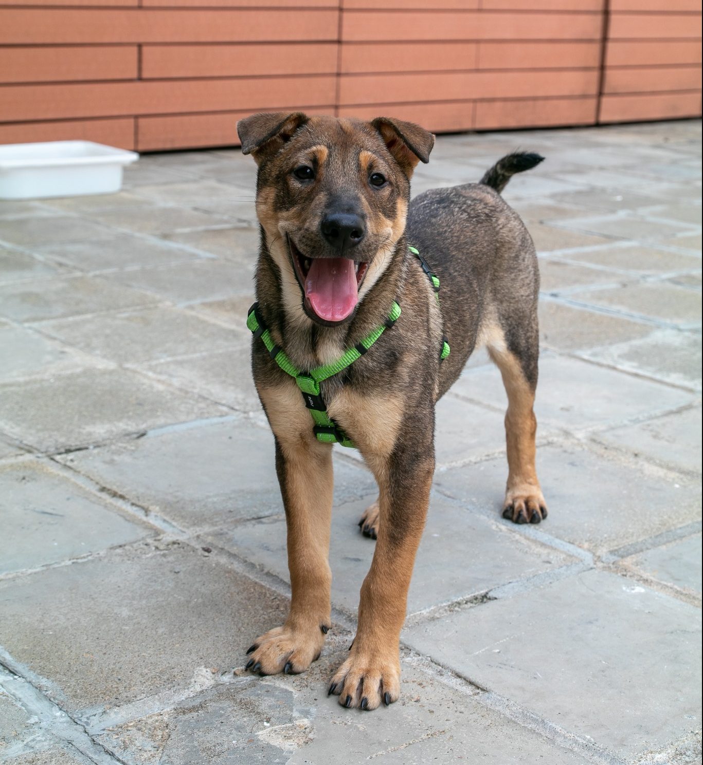 Yuri Hong Kong Dog Rescue