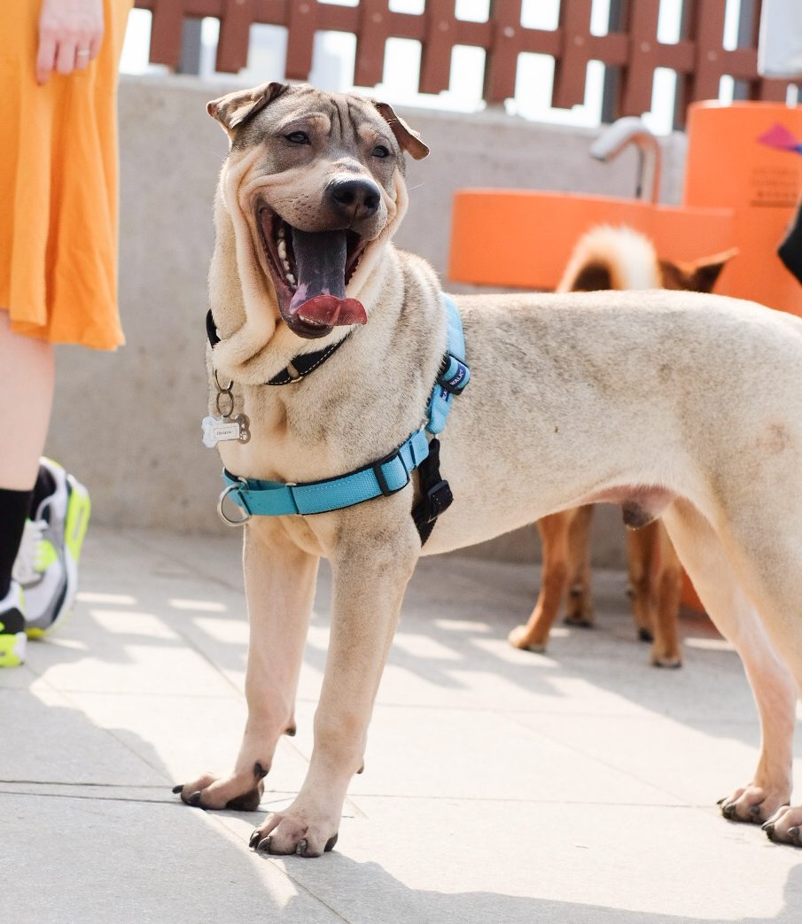 Christian – Hong Kong Dog Rescue