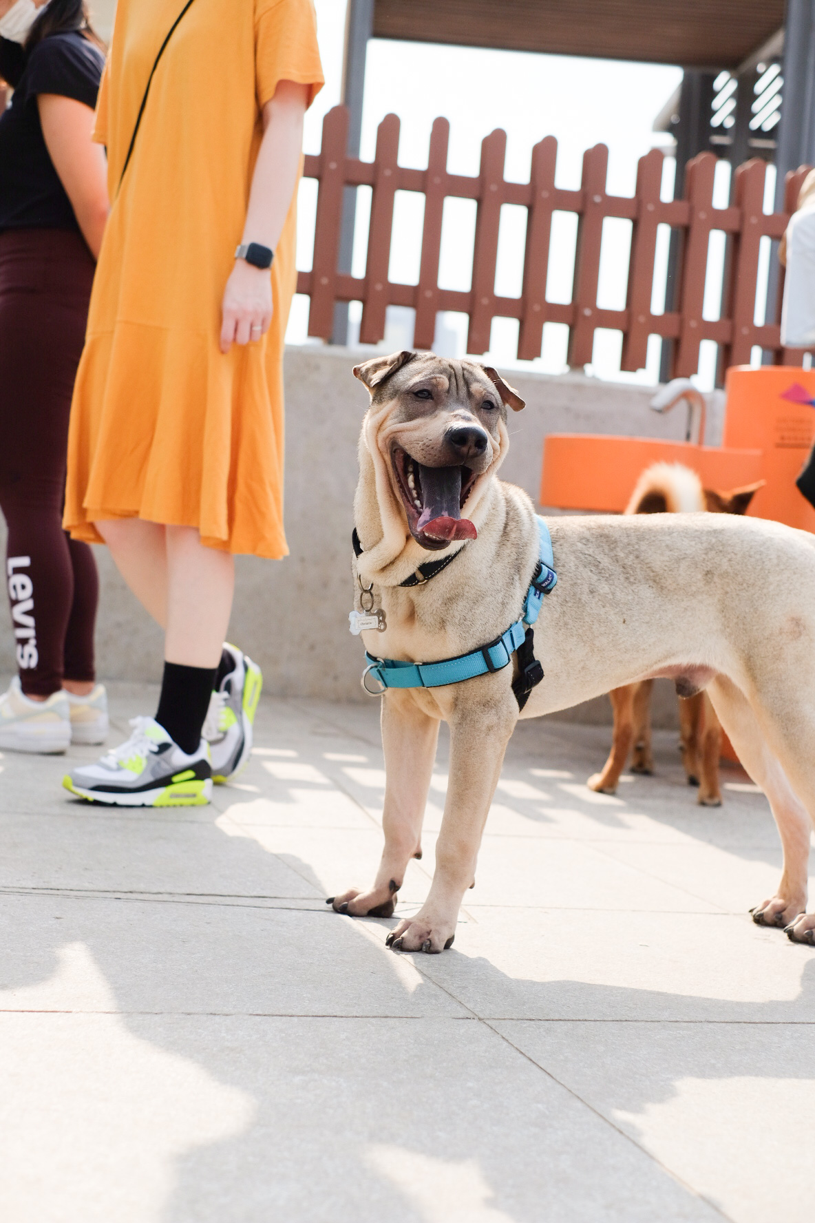 Christian – Hong Kong Dog Rescue