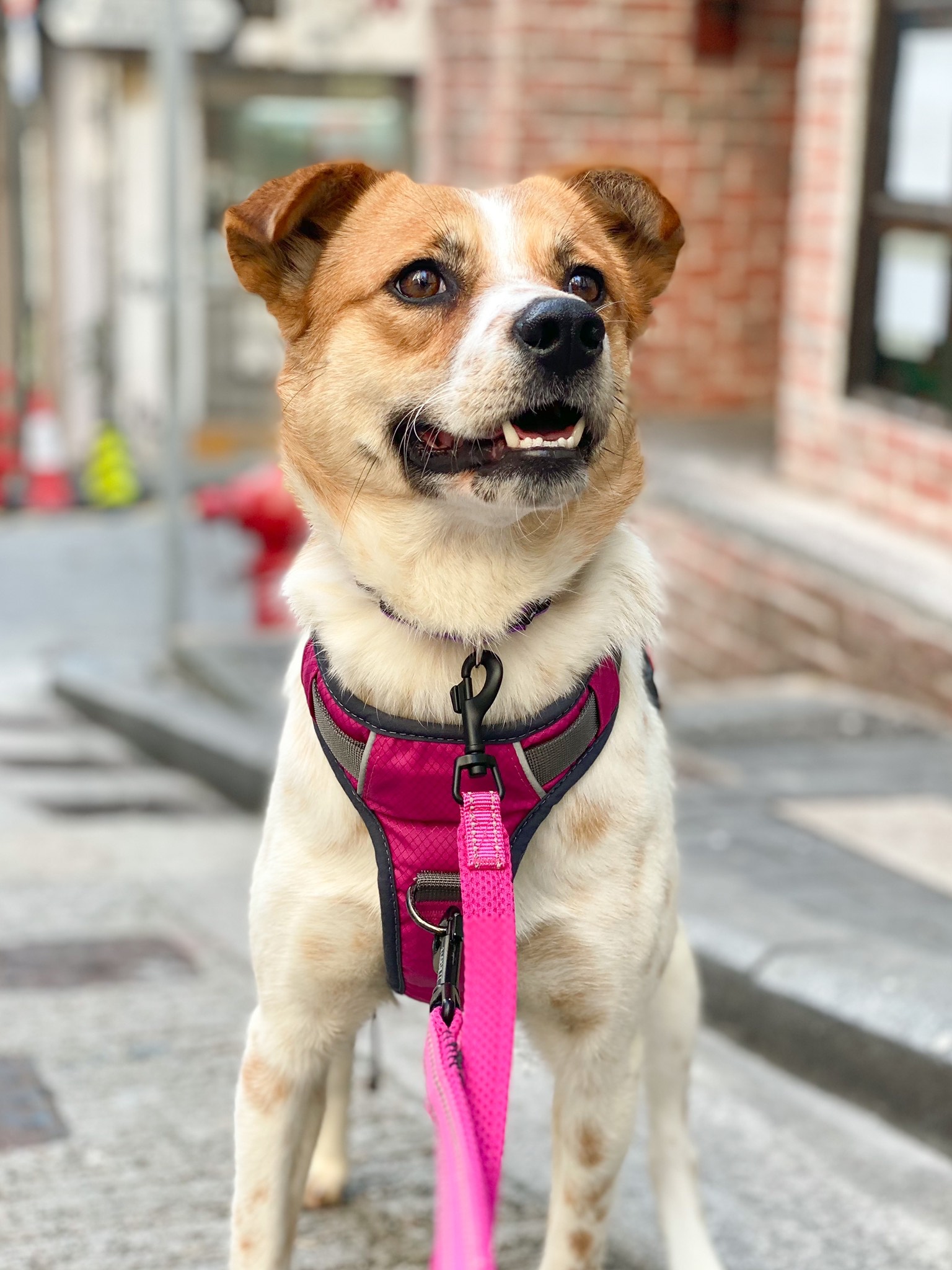 Hetty Hong Kong Dog Rescue