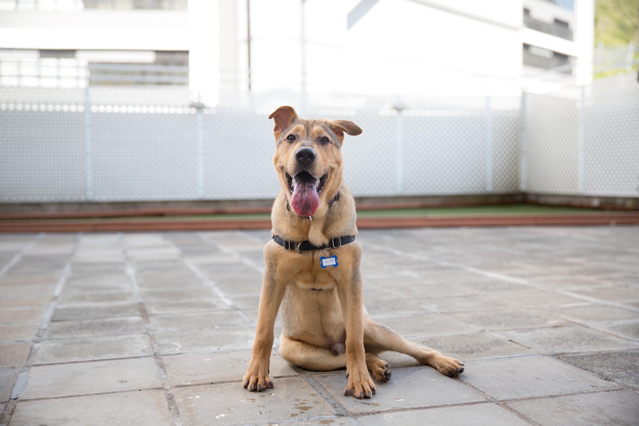 Wolfie Hong Kong Dog Rescue