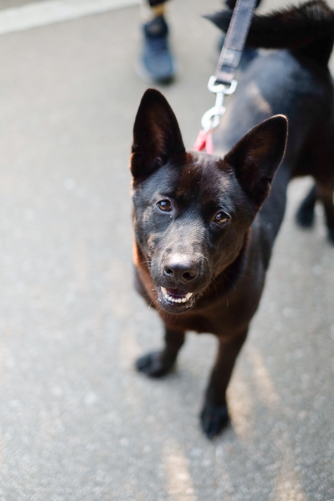 Pomelo Hong Kong Dog Rescue