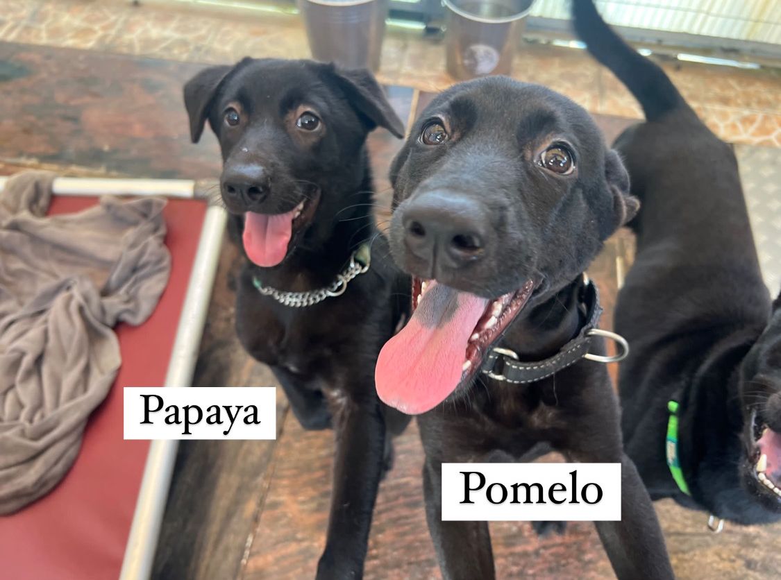 Pomelo Hong Kong Dog Rescue