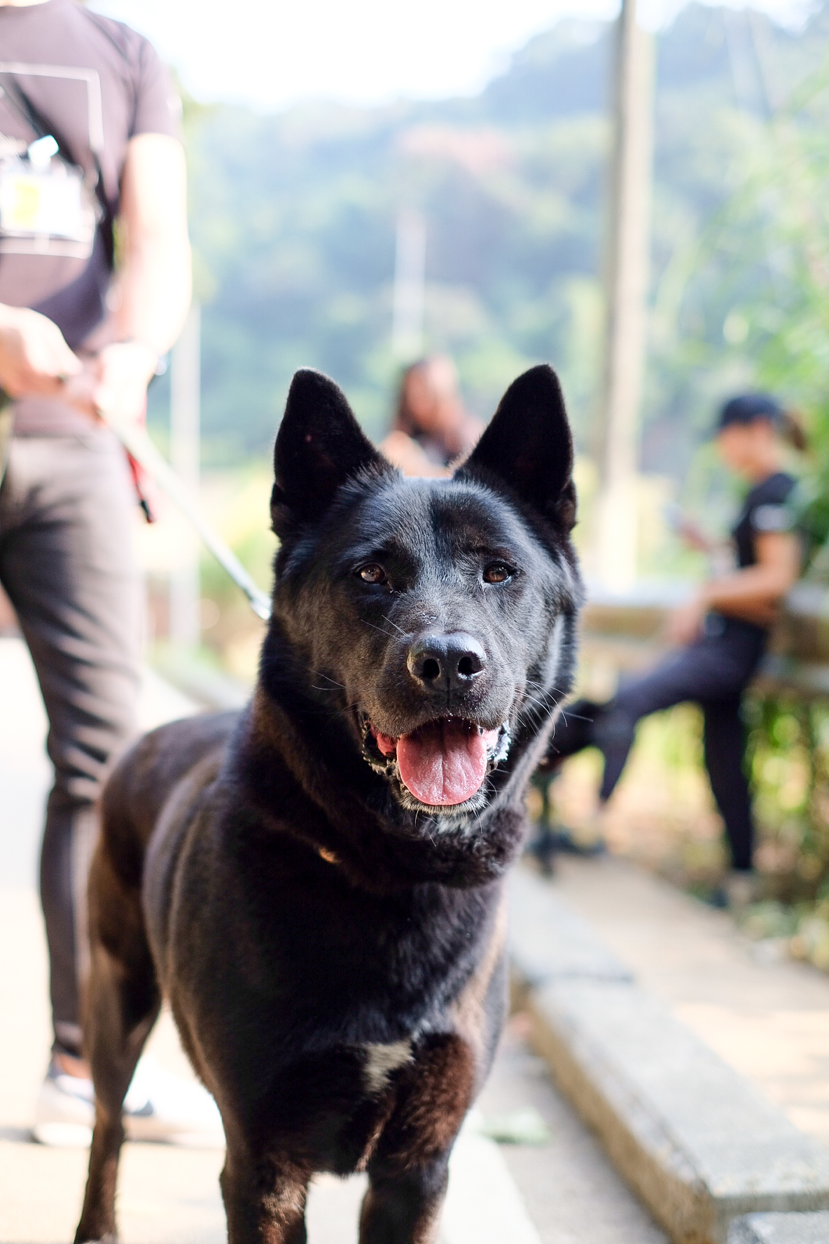 Baloo