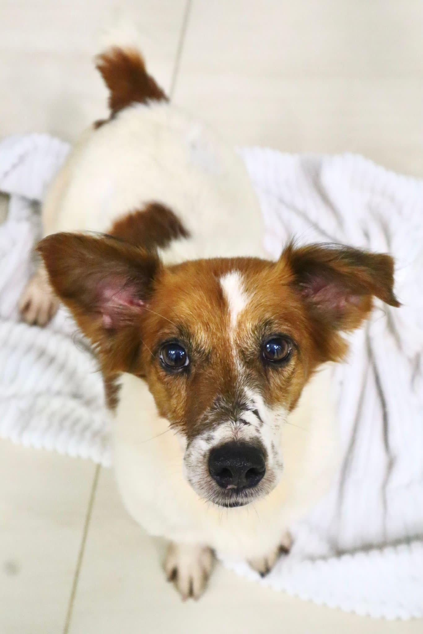 Diesel Hong Kong Dog Rescue