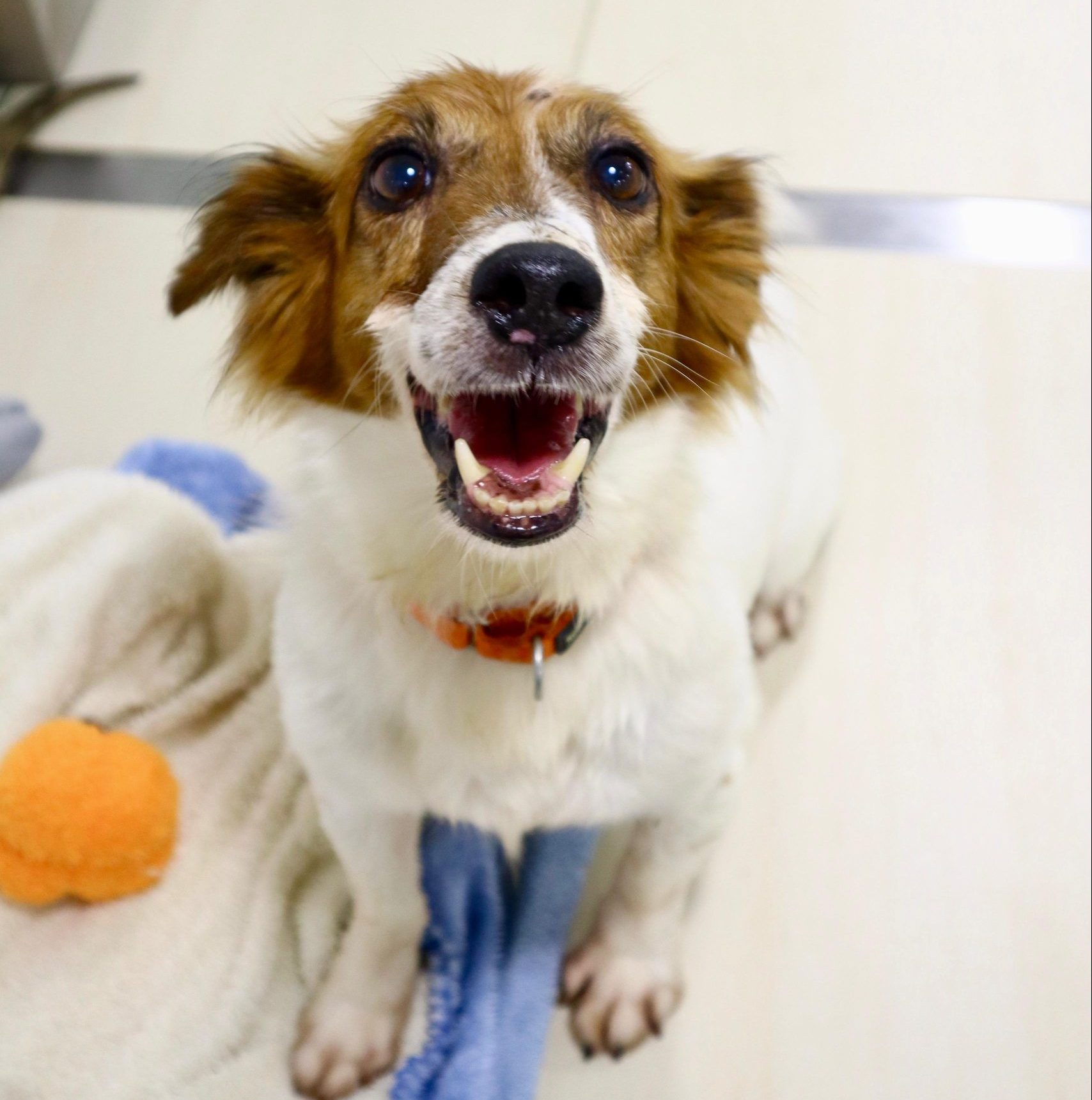 Diesel Hong Kong Dog Rescue