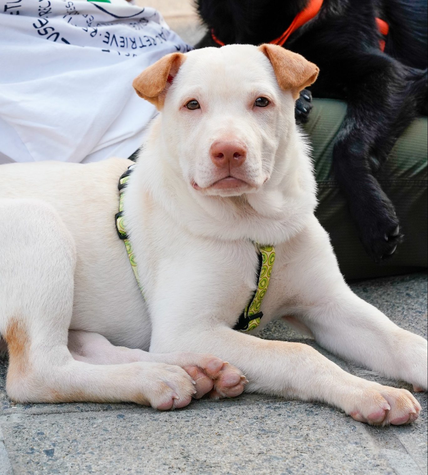 Dudley Hong Kong Dog Rescue