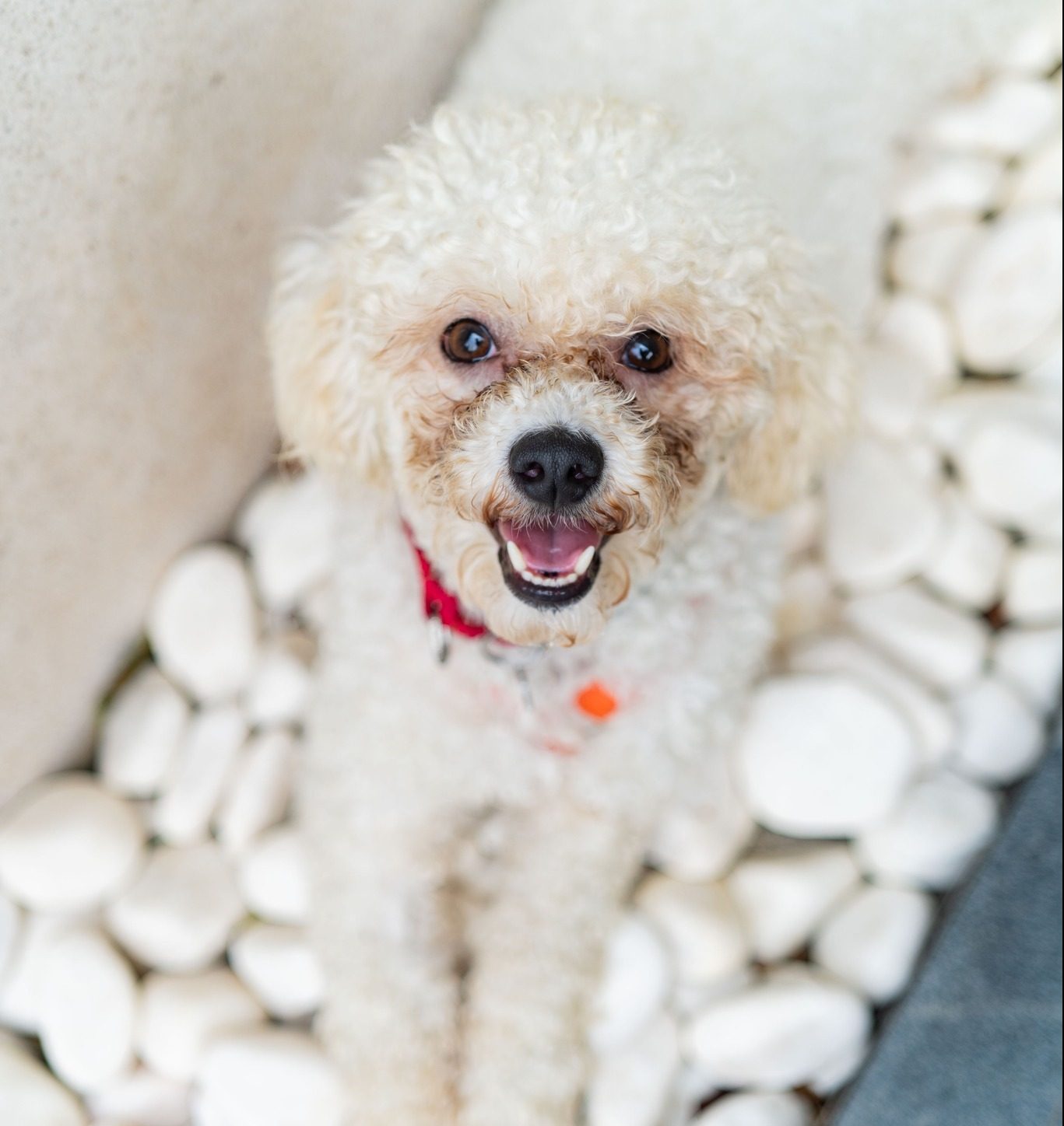 Zak Hong Kong Dog Rescue