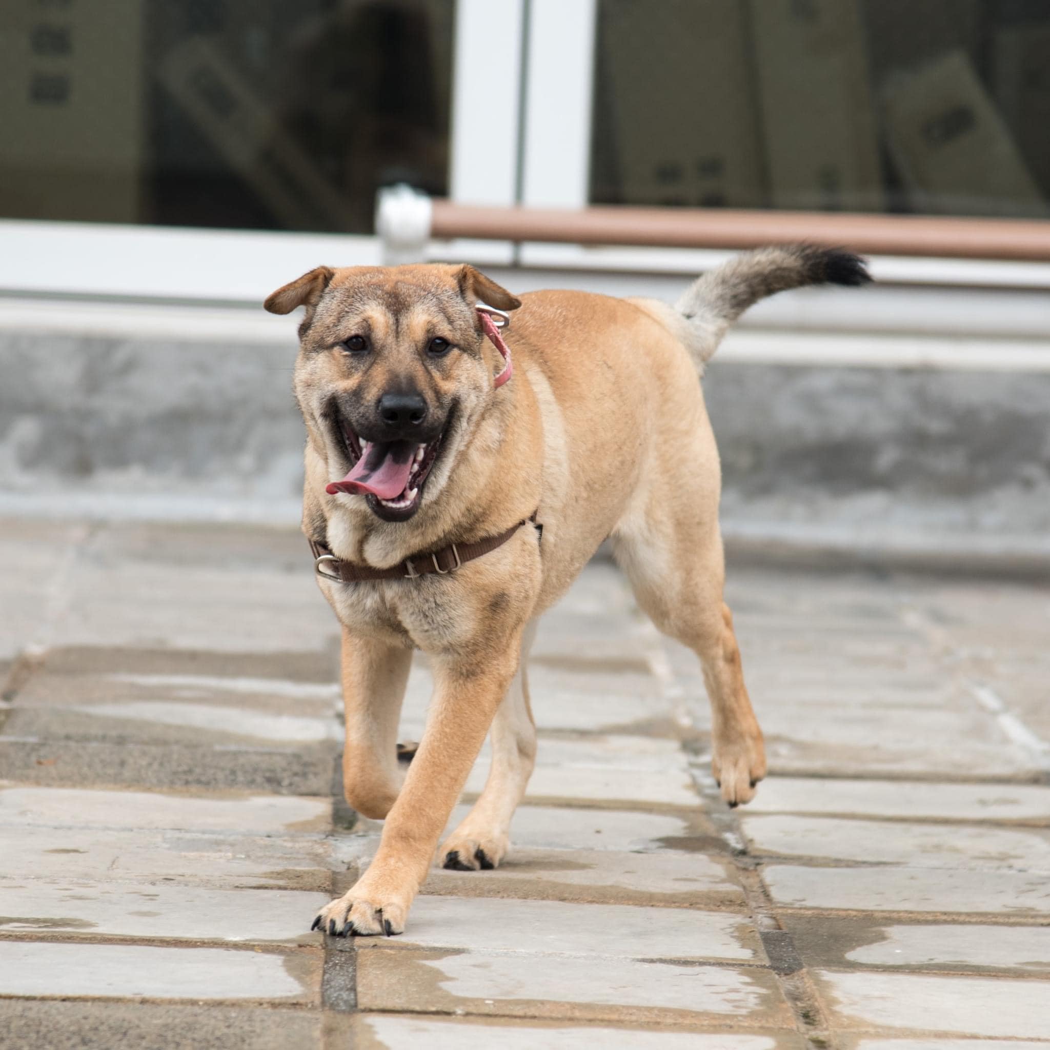 Cara – Hong Kong Dog Rescue