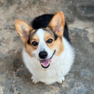 Boomer_Lamma