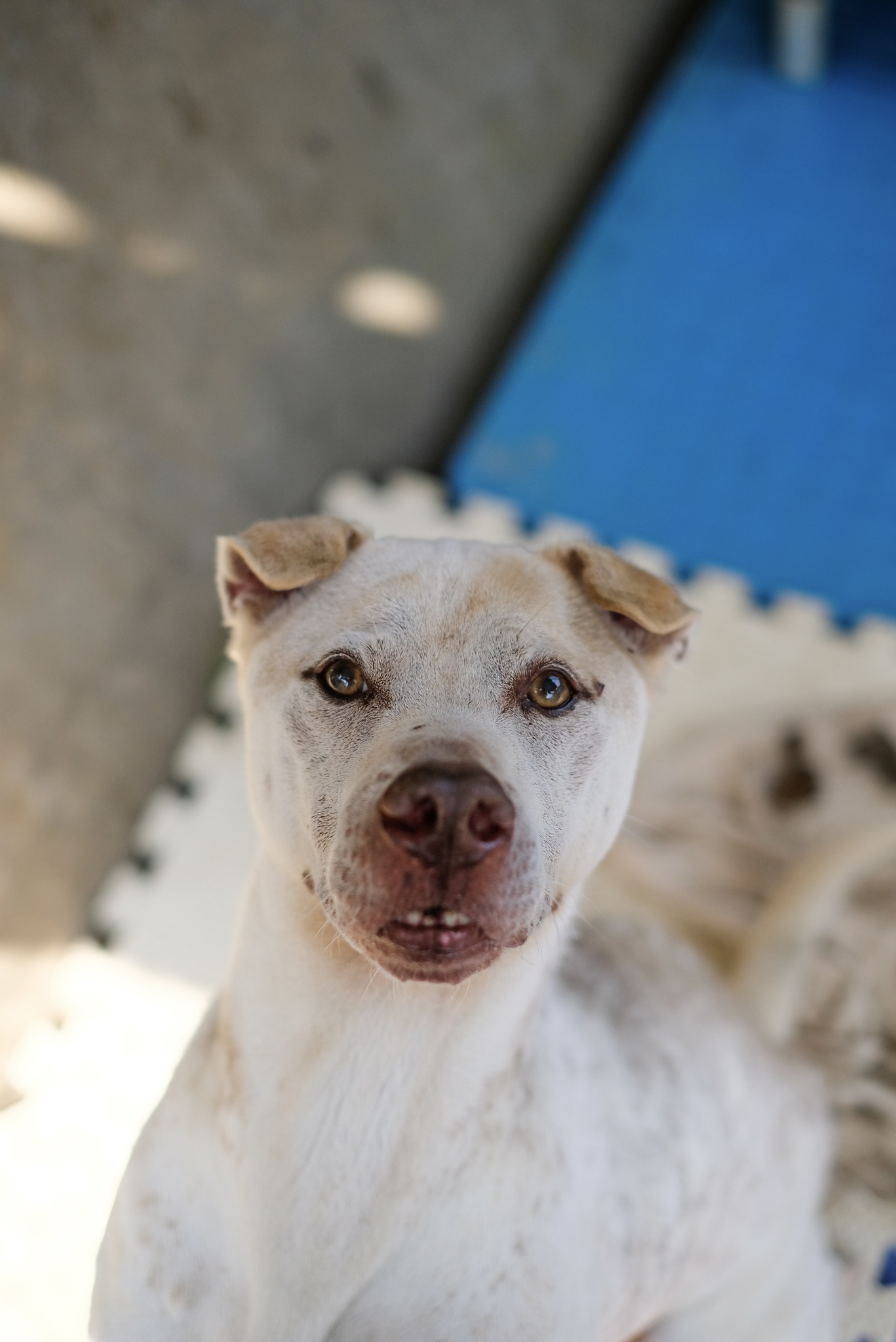 Apollo – Hong Kong Dog Rescue