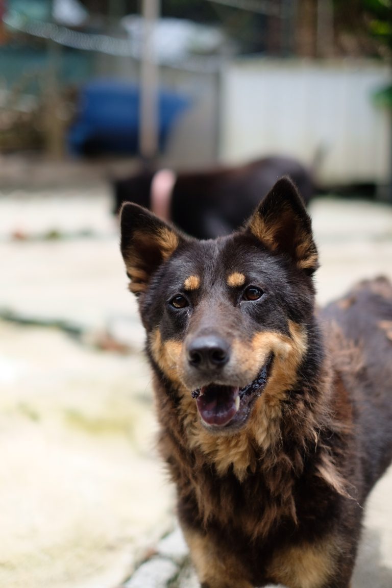 Izza – Hong Kong Dog Rescue