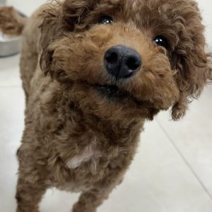 Simon