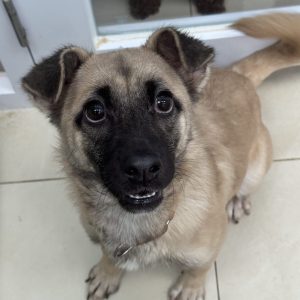 Pepper