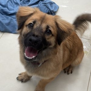 Piper (1)