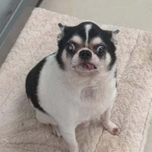 Bean