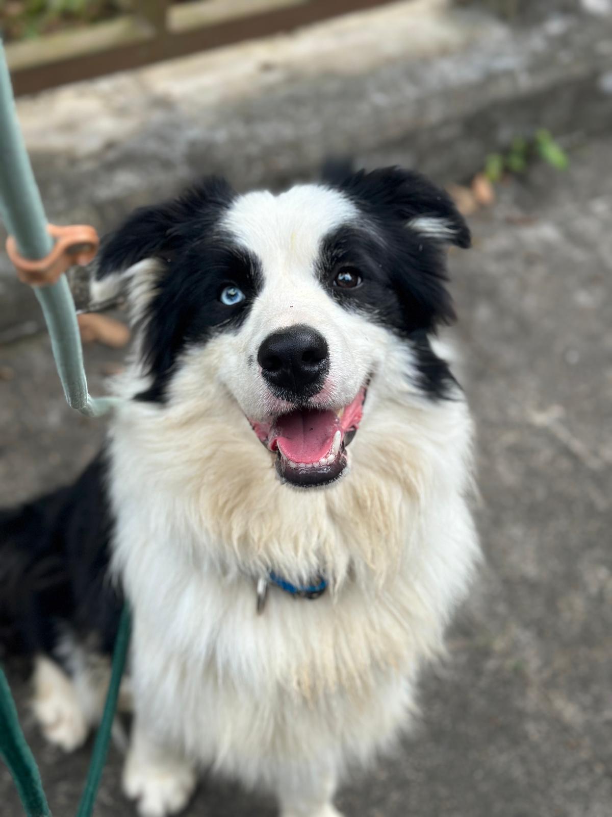 Owen