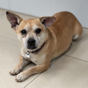 Maisy