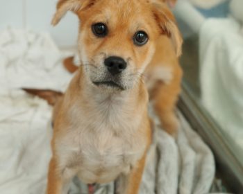 Samson