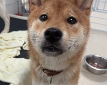 Ted