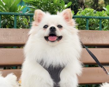 Chewy